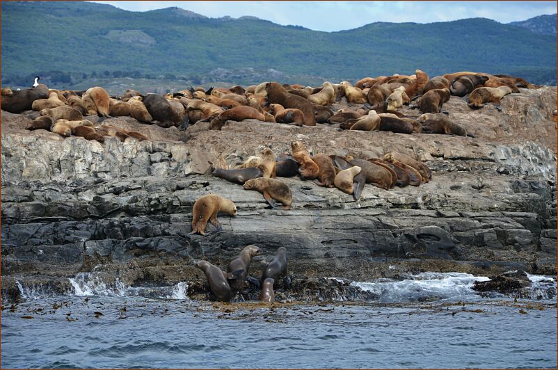 Ushuaia-sea lions-1